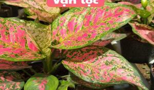Cây vạn lộc