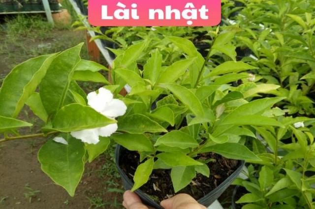 Cây lài nhật
