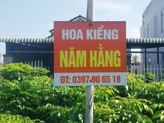 Hoa kiểng Năm Hằng